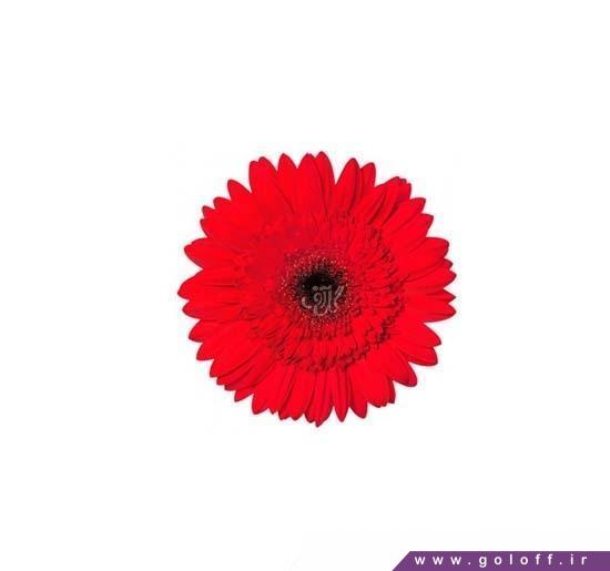 شاخه گل زیبا - گل ژربرا بیوداین - Gerbera | گل آف